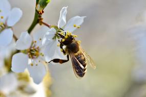 Bee Honey Insect