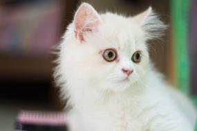 Cat White Animals