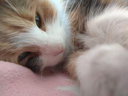 Nice Cat Portrait