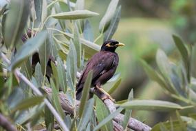 Bird Nature
