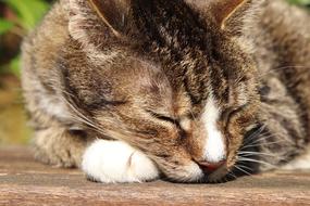 Cat Mackerel Domestic