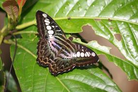 Butterfly Wings Flight