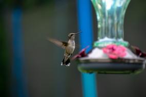 Bird Nature Hummingbird