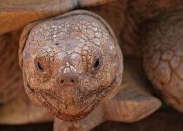 earth turtle at the zoo