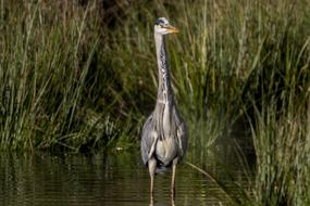 Grey Heron Water Bird