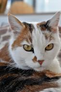 Cat Pet White