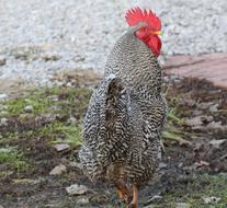 Rooster Farm Animal