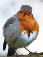 Robin Grumpy Fluffed