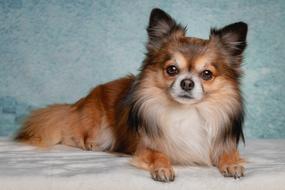 Chihuahua Dog Pet
