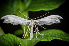 Insect Motte Macro