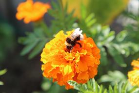 Rose Of India Yellow Flower Insect