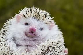 Hedgehog Outdoors Animal