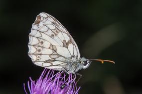 Butterfly Macro Small Chess Board