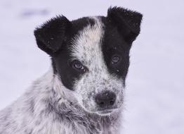 Dog Snow In Winter
