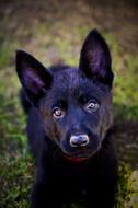 German Shepherd Puppy Animal