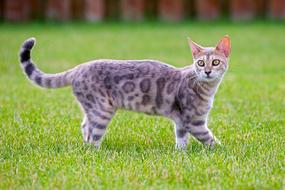 Cat Looking Kitty Blue