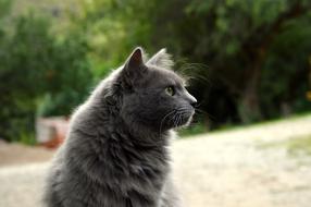 Look Pets Animals