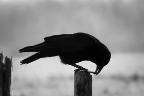 Raven Eat Bill