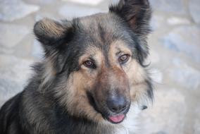 Dog Pet Animal