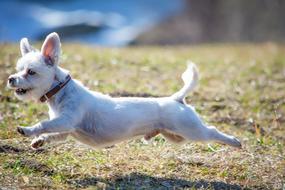 Dog White Race In