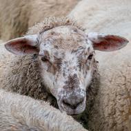 Sheep Herd in countryside
