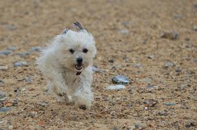 Dog Canine Running