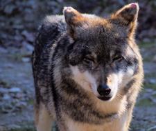 Wolf Beast Psovitá