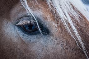 Horse Eye Animal