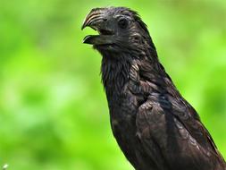 Groove-Billed Ani Groove