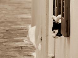 Cat Cats Feline