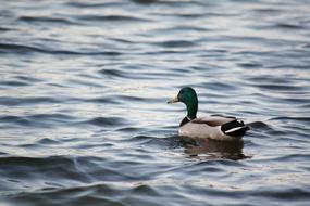 Duck Drake Lake