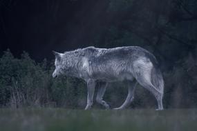 Wolf Animal Wild