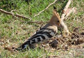 Bird Avian Hoopoe Upupa epops