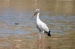 Bird Stork Asian Openbill