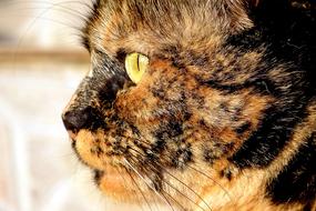 Cat Animal Skins