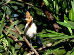 Bird Cardinal Green