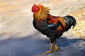 Rooster Chicken Bird
