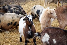 Goats Economic Animal