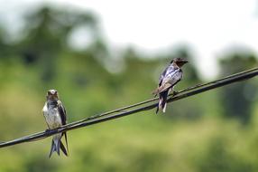 Birds Bird Nature