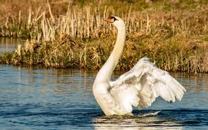 Swan Bird Wild The Creation