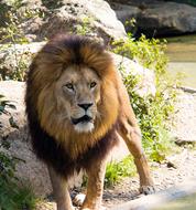 lion with big mane in the zoo