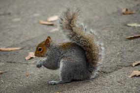Squirrel Animal Rodent