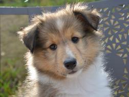 Dog Bitch Shetland Sheepdog