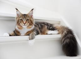 Cat Hangover Pet