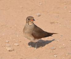 beautiful bird on the beach