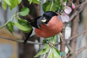 Bullfinch Gimpel Bird