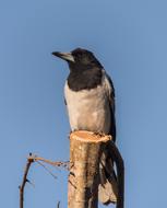 Pied Butcherbird