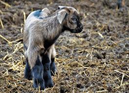 Sheep Cameroon Cub