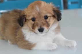 Puppy Pup Dog
