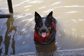 Dog Canine Animal